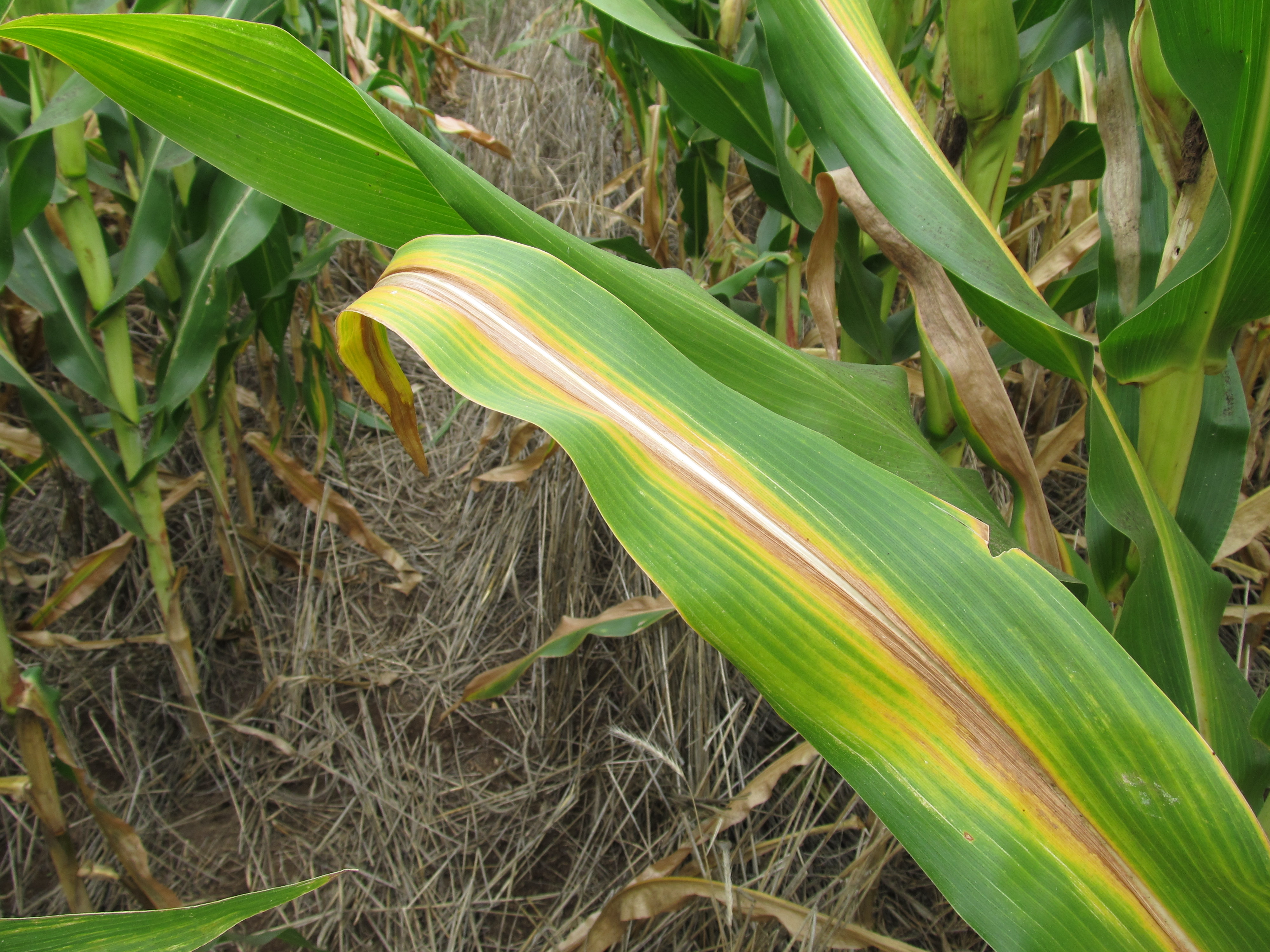 potassium deficiency Figure 3jpg